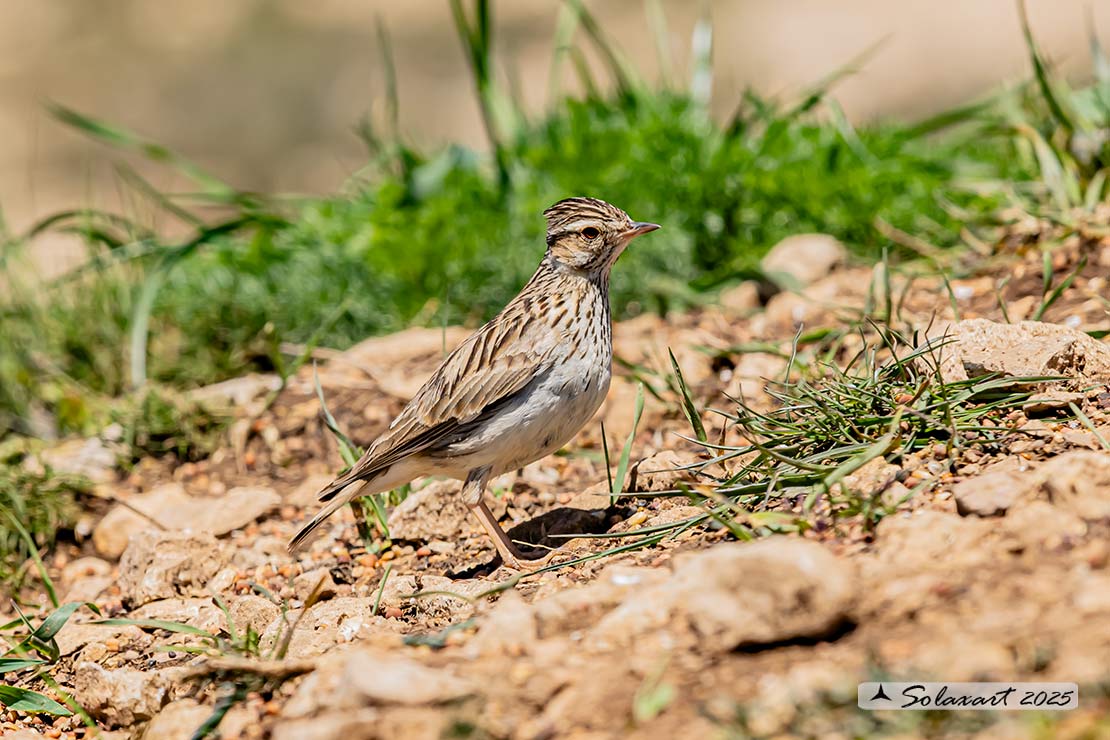 Lullula arborea - Tottavilla - Wood Lark