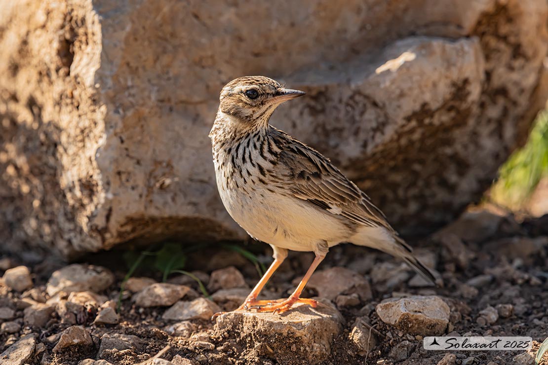 Lullula arborea - Tottavilla - Wood Lark