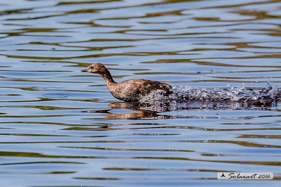 Tachybaptus ruficollis: Tuffetto (femmina); Little Grebe (female)