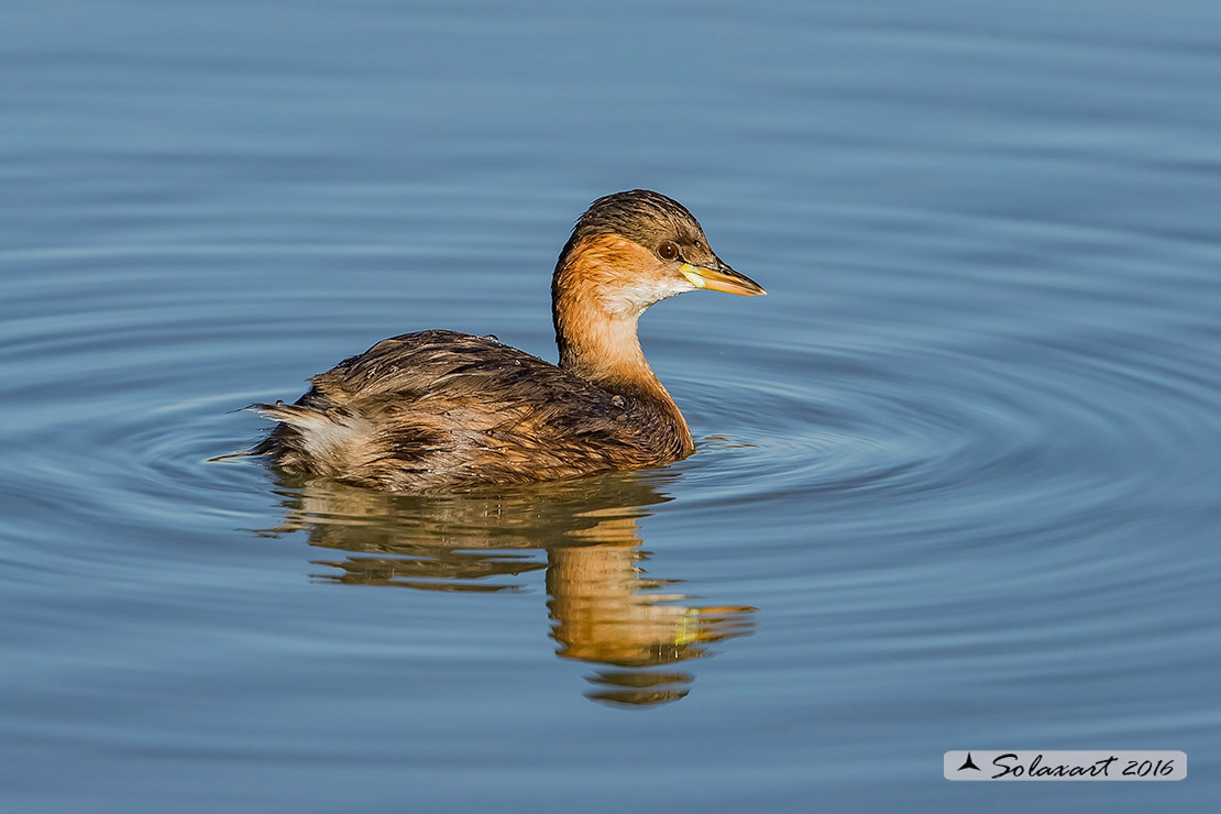 Tachybaptus ruficollis: Tuffetto (femmina); Little Grebe (female)