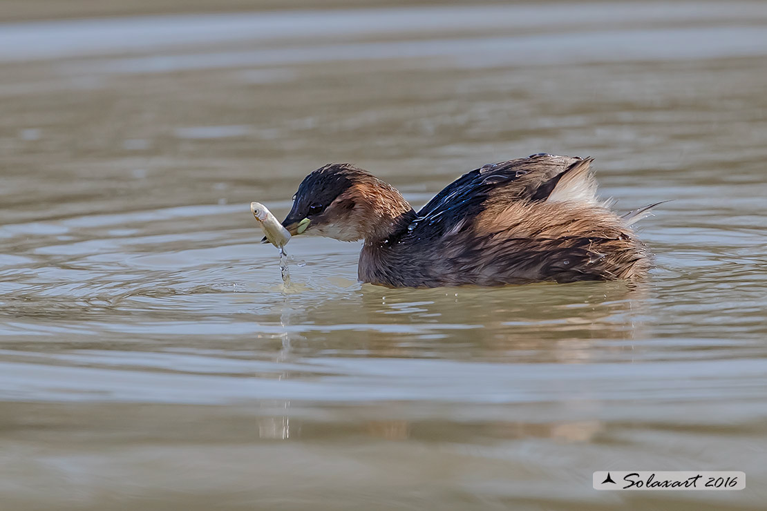 Tachybaptus ruficollis: Tuffetto (femmina); Little Grebe (female)