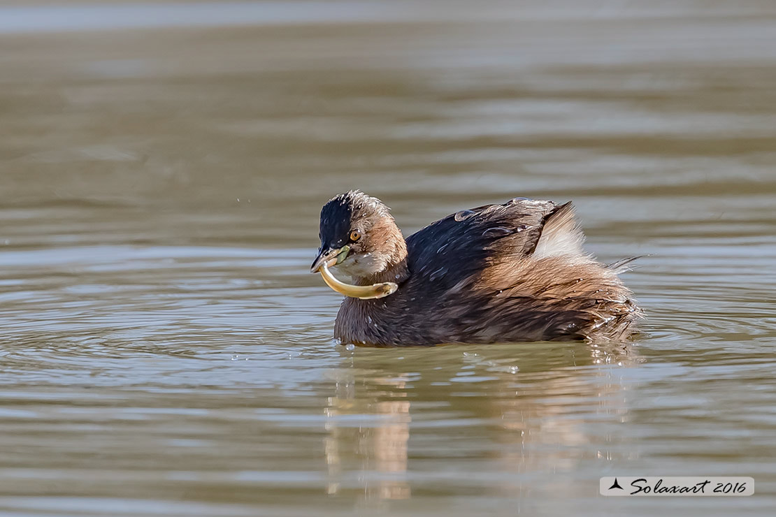 Tachybaptus ruficollis: Tuffetto (femmina); Little Grebe (female)