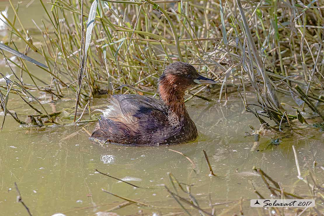 Tachybaptus ruficollis: Tuffetto (femmina); Little Grebe (female)