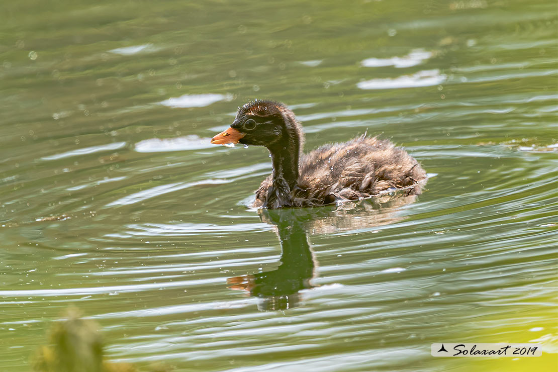 Tachybaptus ruficollis: Tuffetto (pulcino); Little Grebe (chick)