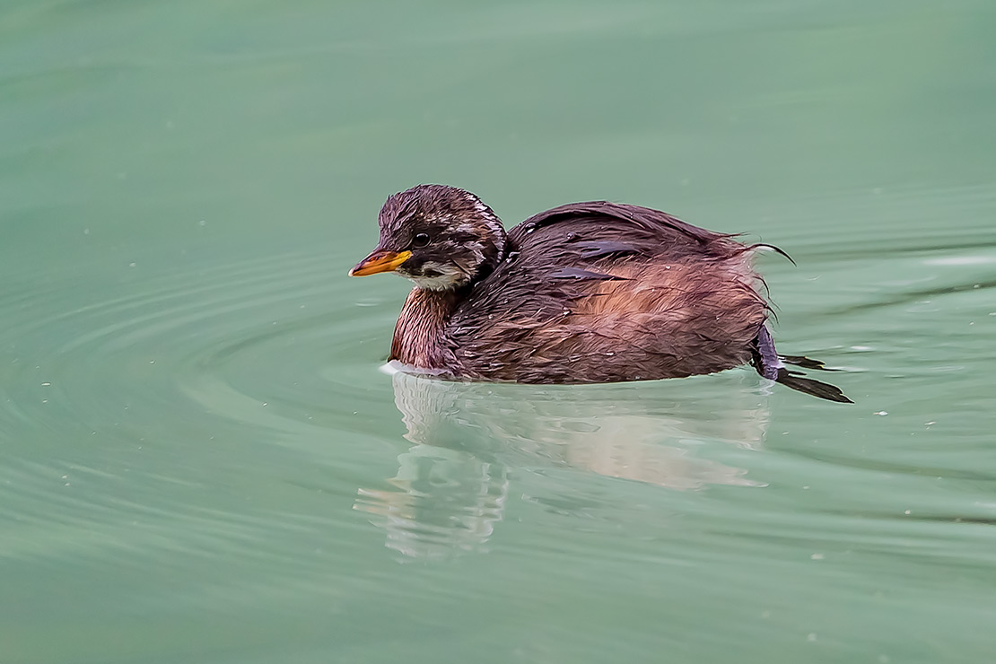 Tachybaptus ruficollis: Tuffetto (giovane); Little Grebe (juvenile)