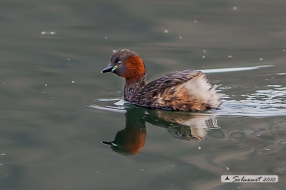 Tachybaptus ruficollis: Tuffetto (maschio); Little Grebe (male)