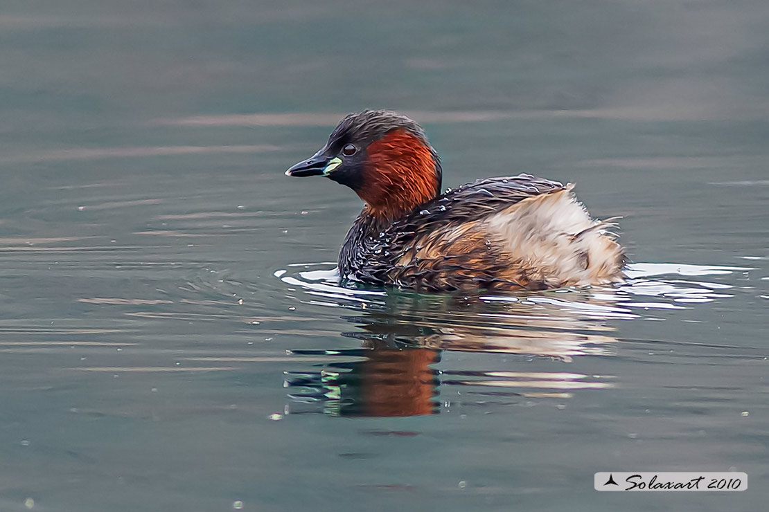 Tachybaptus ruficollis: Tuffetto (maschio); Little Grebe (male)