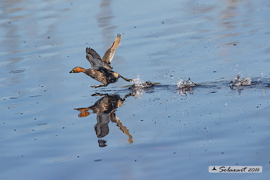 Tachybaptus ruficollis: Tuffetto (maschio); Little Grebe (male)