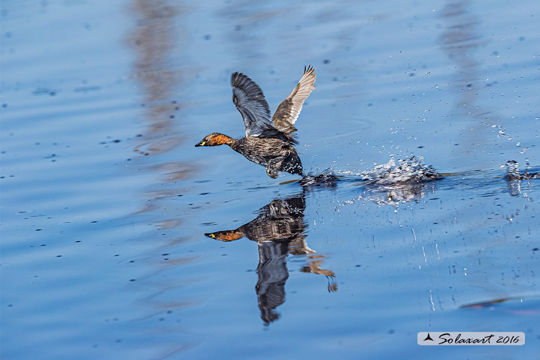 Tachybaptus ruficollis: Tuffetto (maschio); Little Grebe (male)