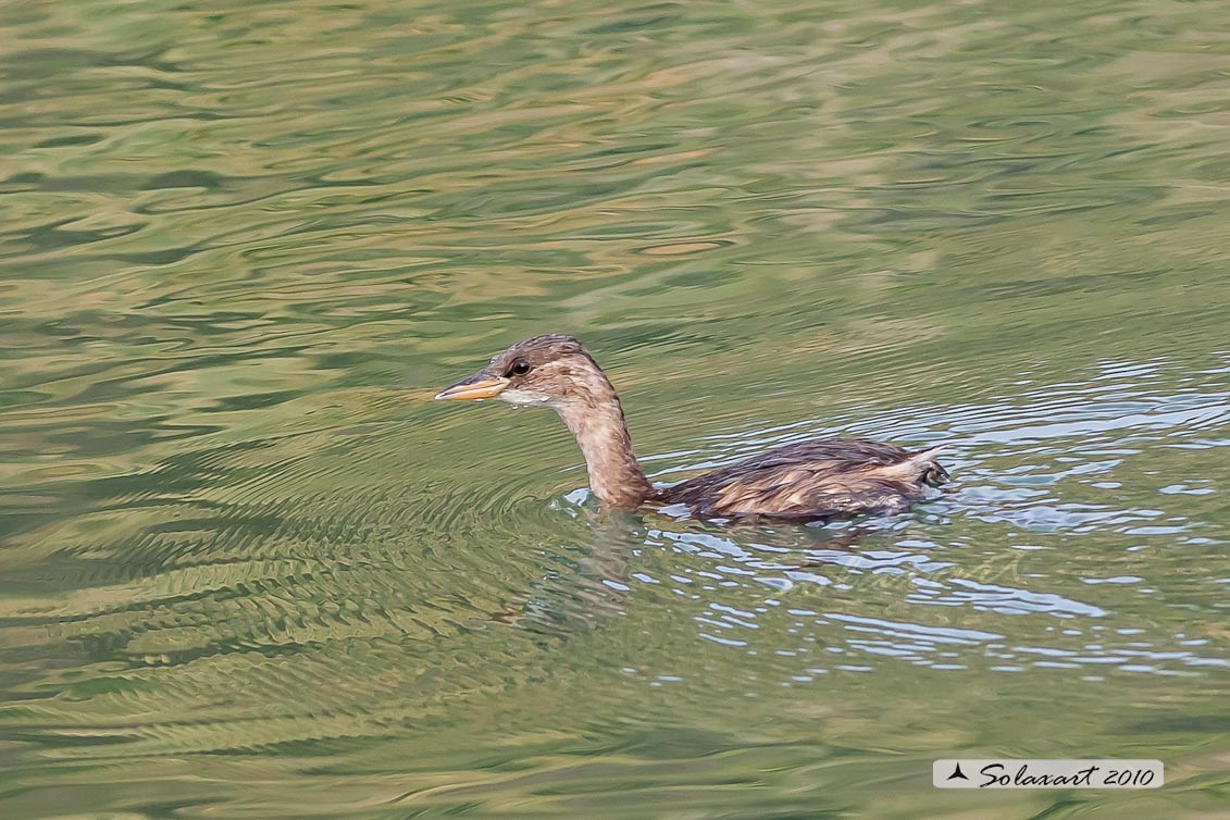 Tachybaptus ruficollis: Tuffetto (giovane); Little Grebe (juvenile)