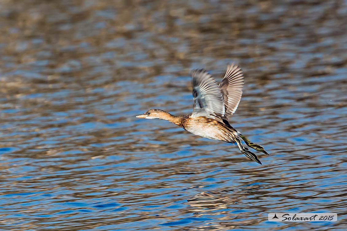 Tachybaptus ruficollis: Tuffetto (giovane); Little Grebe (juvenile)