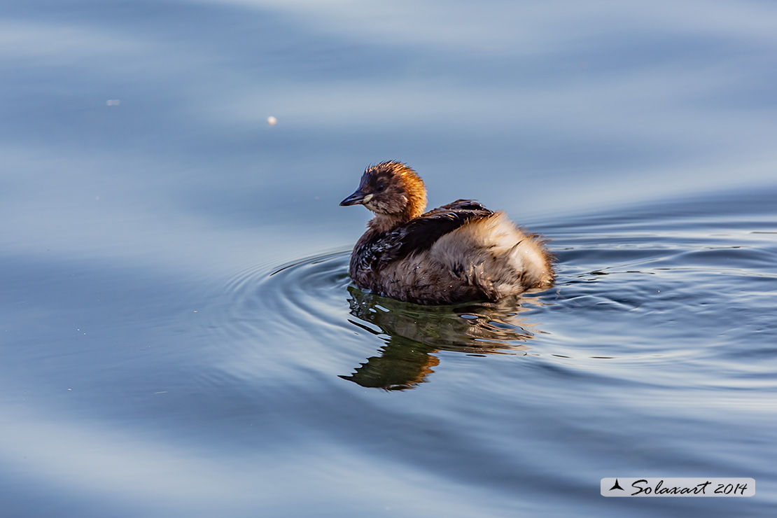 Tachybaptus ruficollis: Tuffetto (maschio); Little Grebe (male)