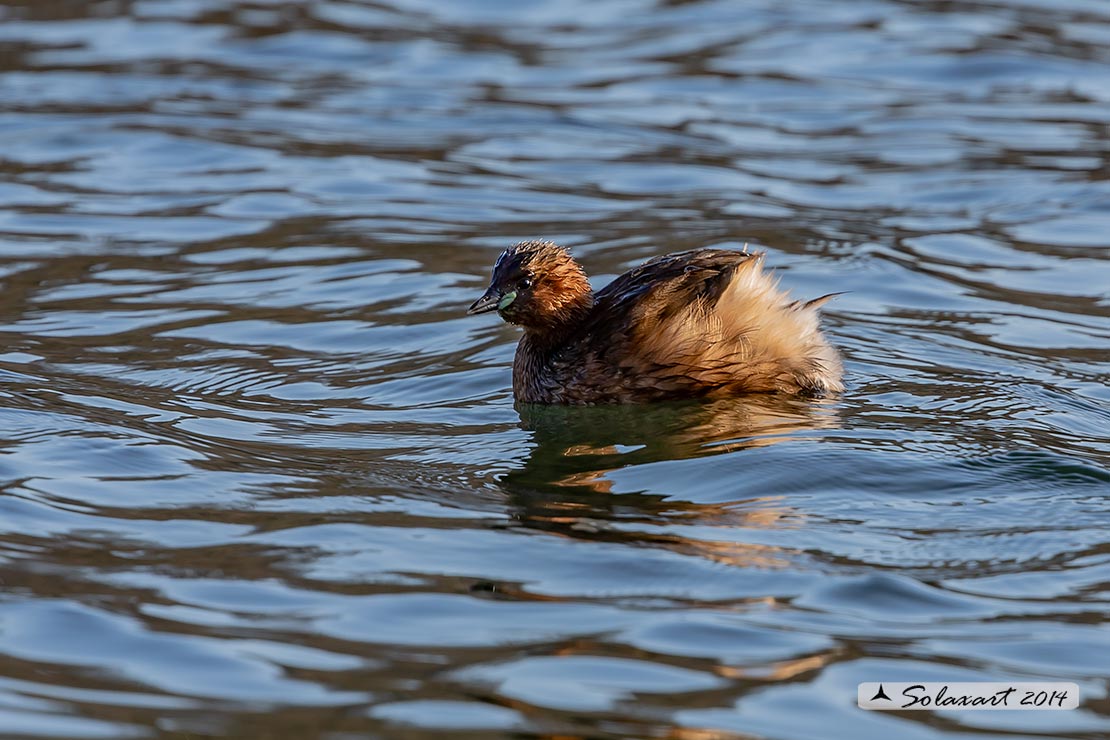 Tachybaptus ruficollis: Tuffetto (maschio); Little Grebe (male)