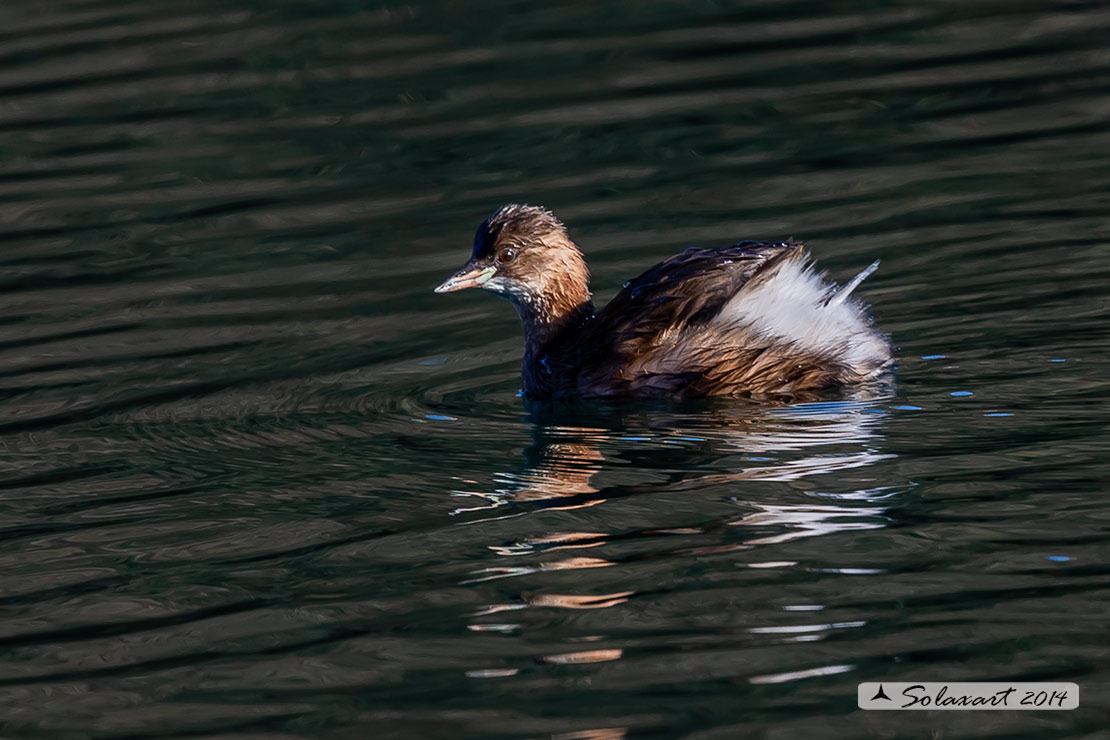 Tachybaptus ruficollis: Tuffetto (femmina); Little Grebe (female)