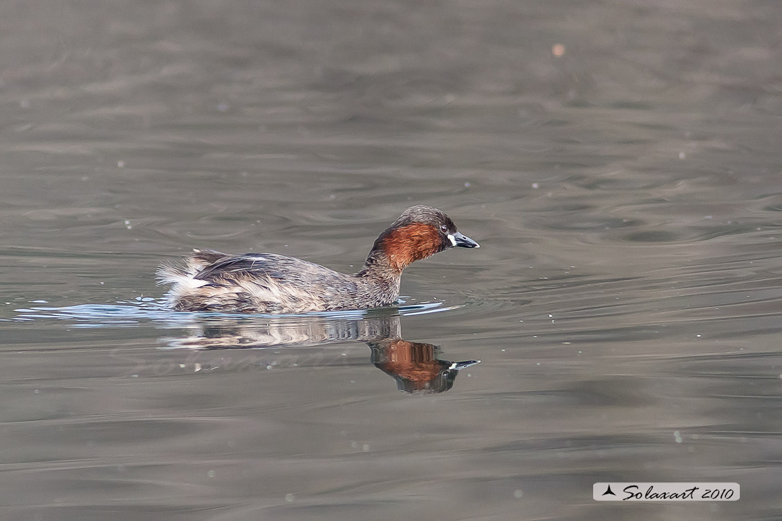 Tachybaptus ruficollis: Tuffetto (maschio); Little Grebe (male)