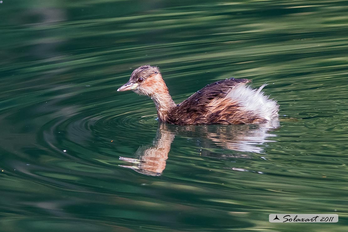 Tachybaptus ruficollis: Tuffetto (giovane); Little Grebe (juvenile)