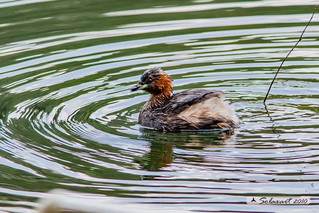 Tachybaptus ruficollis: Tuffetto (maschio); Little Grebe (male)