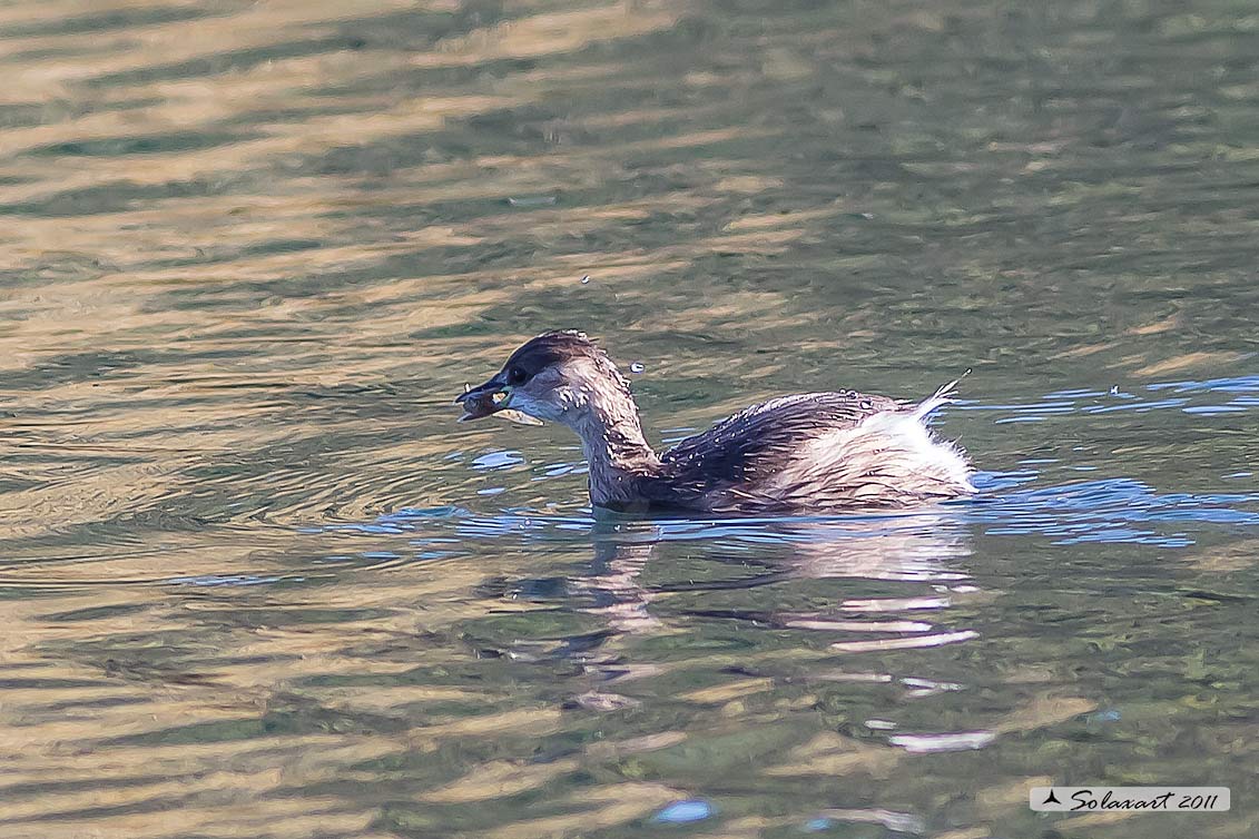 Tachybaptus ruficollis: Tuffetto (femmina); Little Grebe (female)