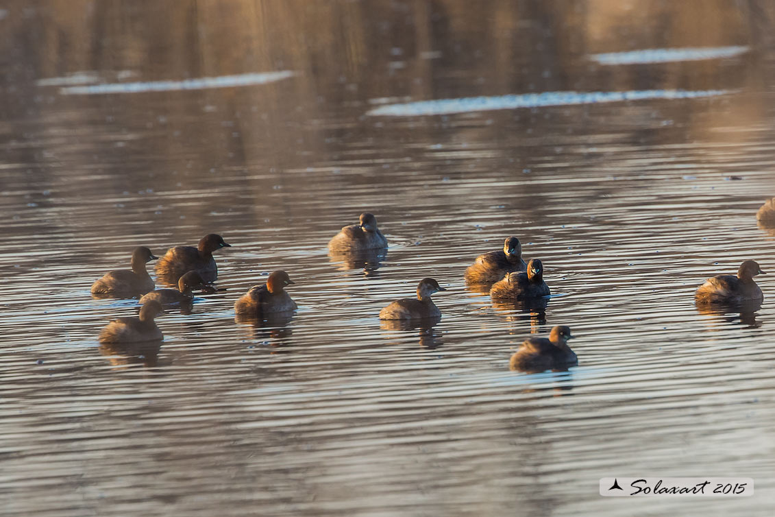 Tachybaptus ruficollis: Tuffetto; Little Grebe