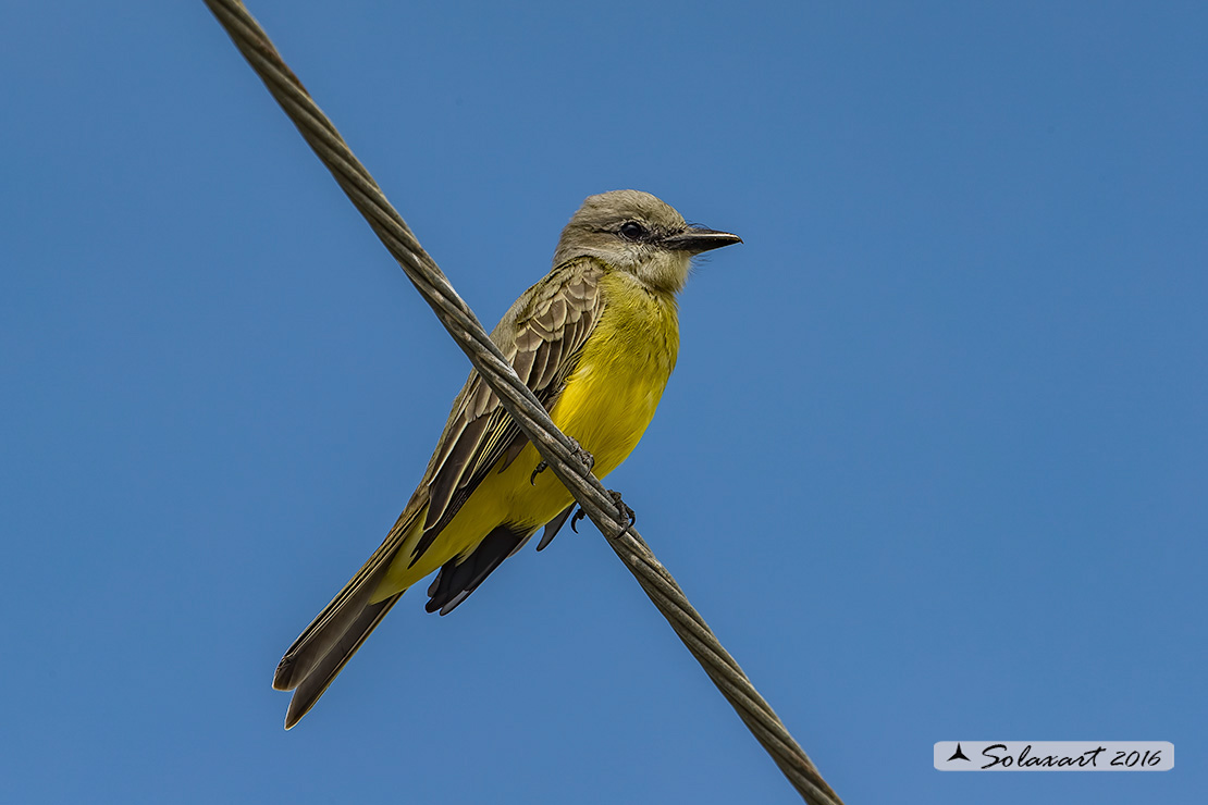Tyrannus couchii: Re dei tiranni di Couch; Couch's Kingbird