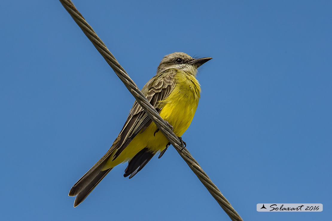 Tyrannus couchii: Re dei tiranni di Couch; Couch's Kingbird