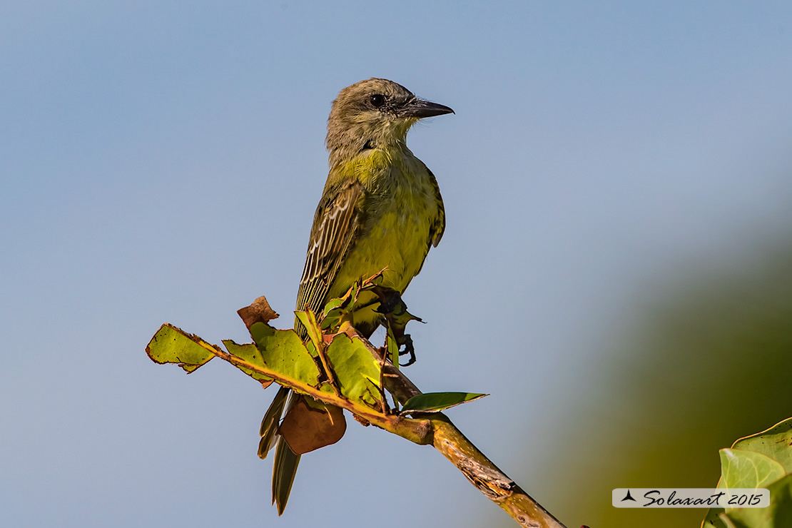 Tyrannus couchii: Re dei tiranni di Couch; Couch's Kingbird