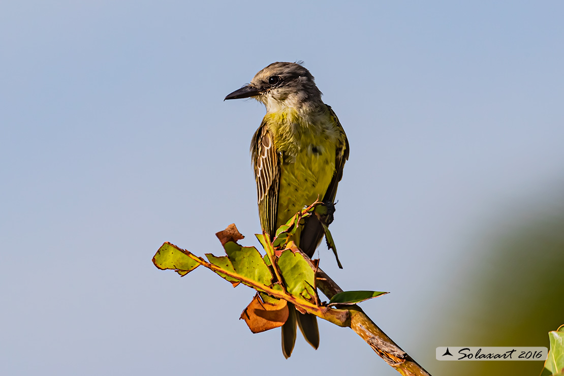 Tyrannus couchii: Re dei tiranni di Couch; Couch's Kingbird