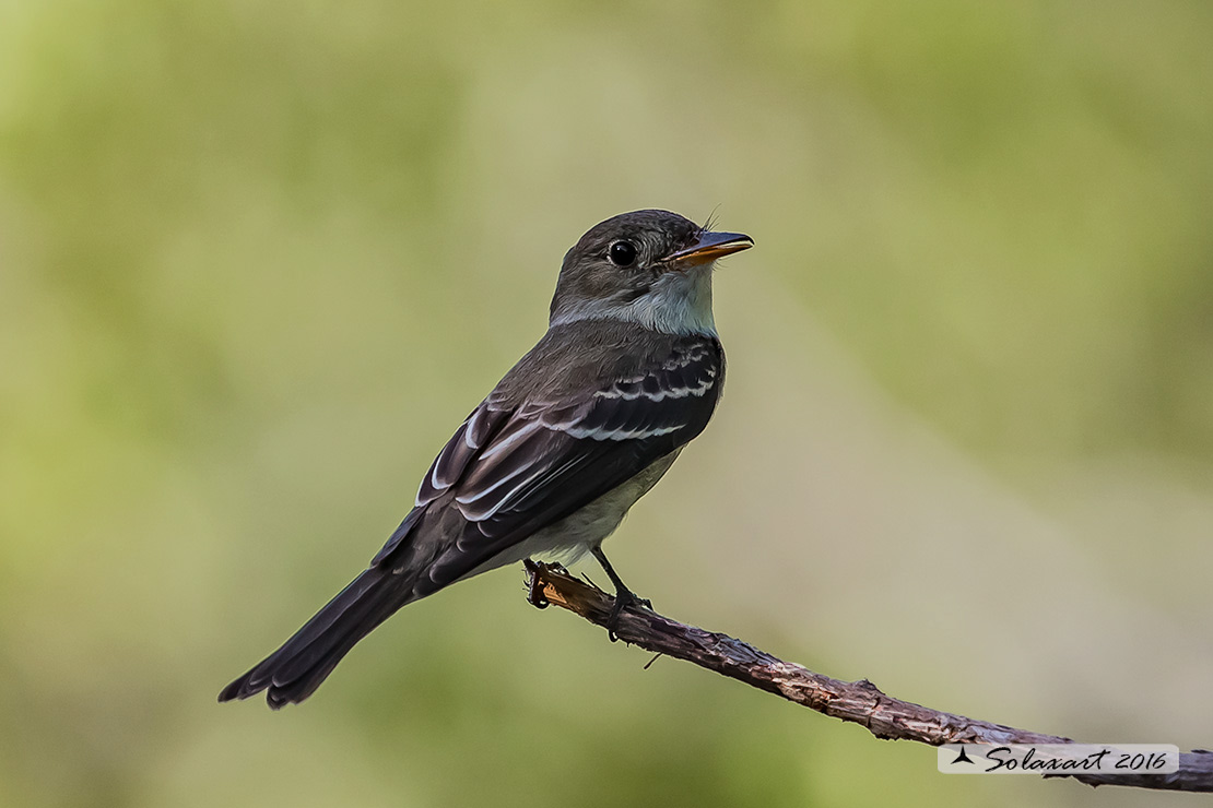 Tyrannus couchii: Re dei tiranni di Couch; Couch's Kingbird
