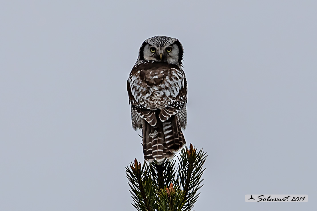 Surnia ulula - Ulula - Northern hawk-owl