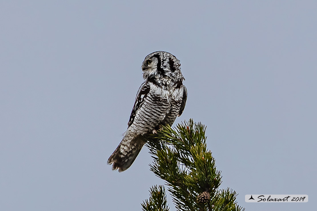 Surnia ulula - Ulula - Northern hawk-owl
