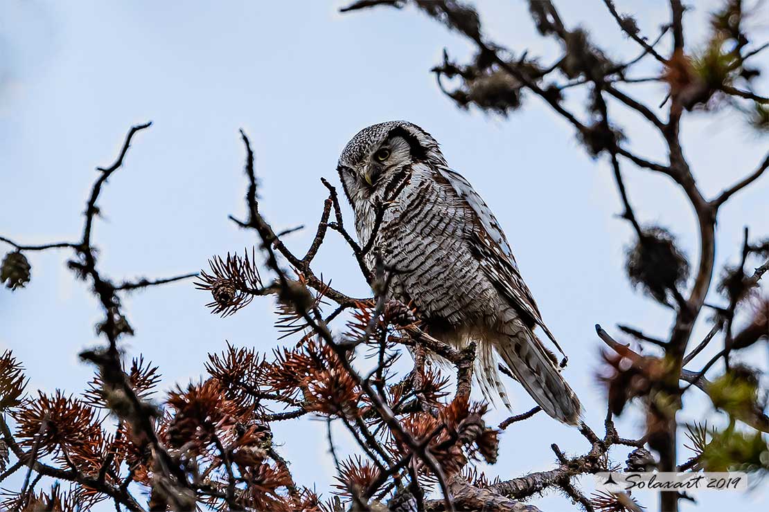 Surnia ulula - Ulula - Northern hawk-owl