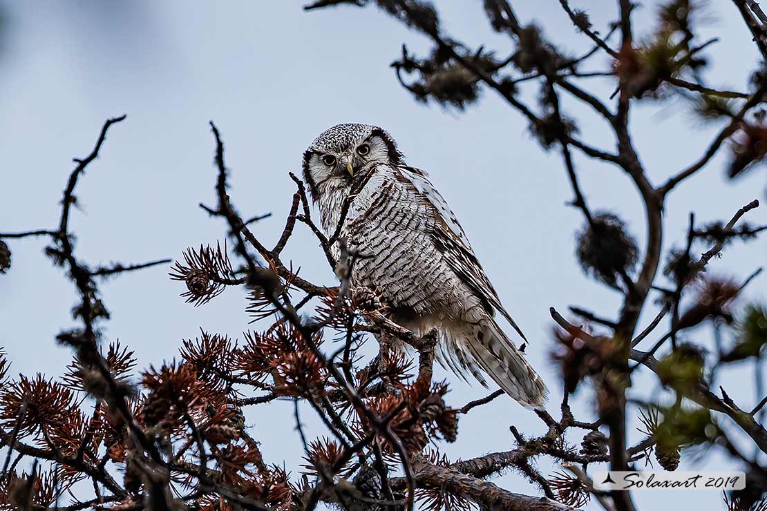 Surnia ulula - Ulula - Northern hawk-owl