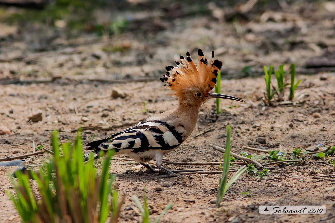 Upupa epops: Upupa; Hoopoe