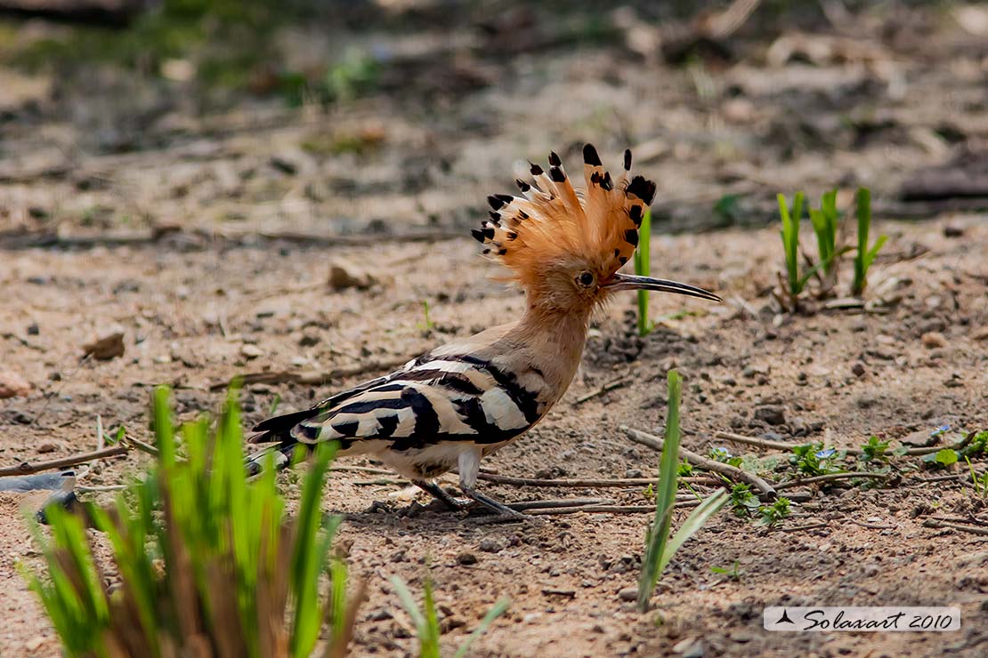 Upupa epops: Upupa; Hoopoe