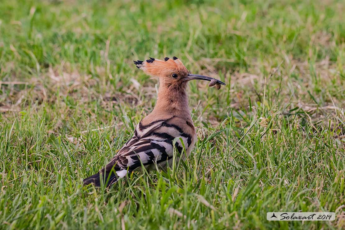 Upupa epops: Upupa; Hoopoe