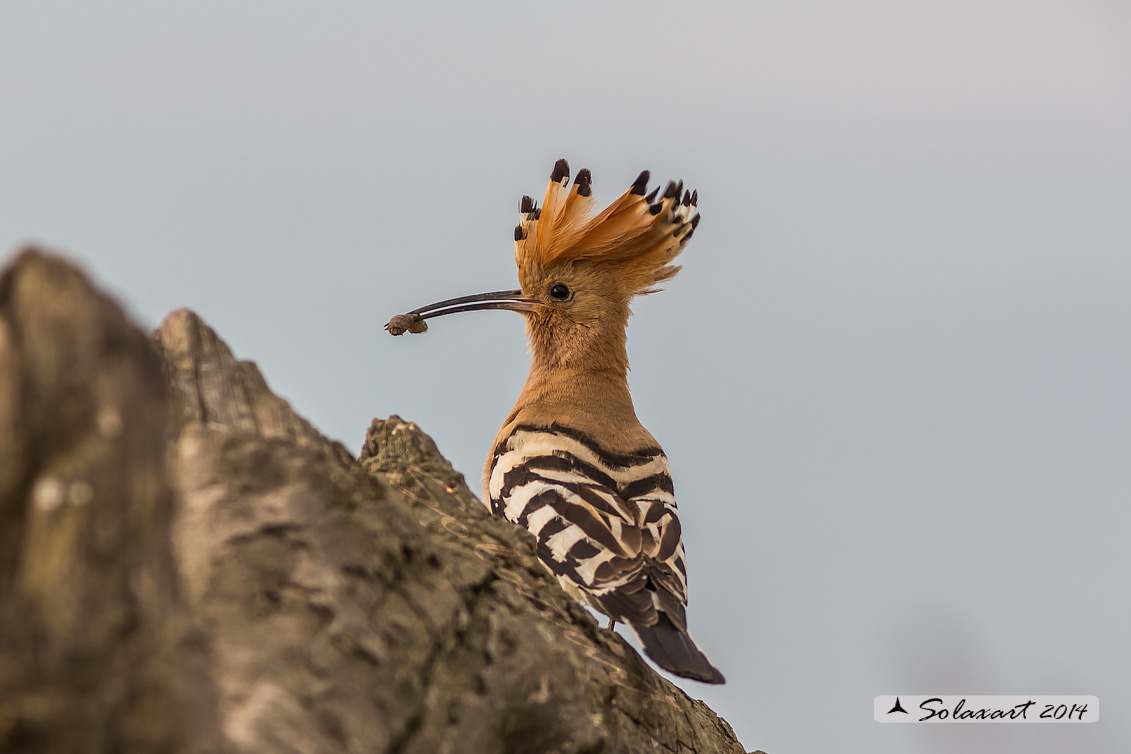 Upupa epops: Upupa; Hoopoe