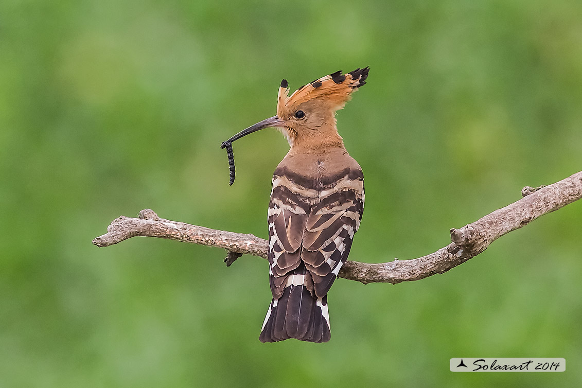 Upupa epops: Upupa; Hoopoe