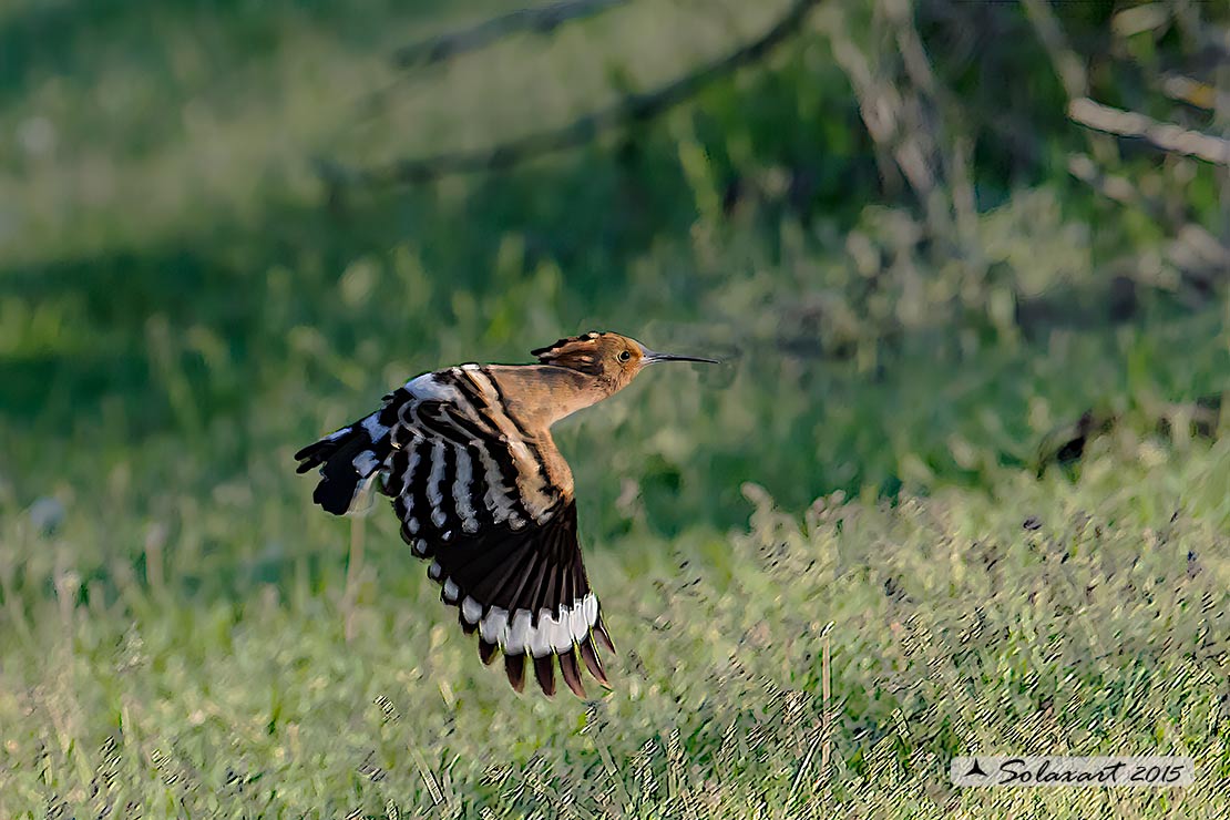 Upupa epops: Upupa; Hoopoe