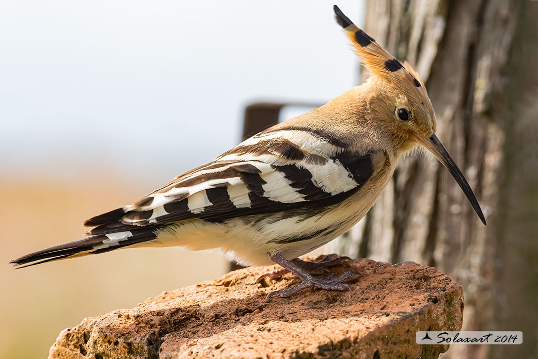 Upupa epops: Upupa; Hoopoe