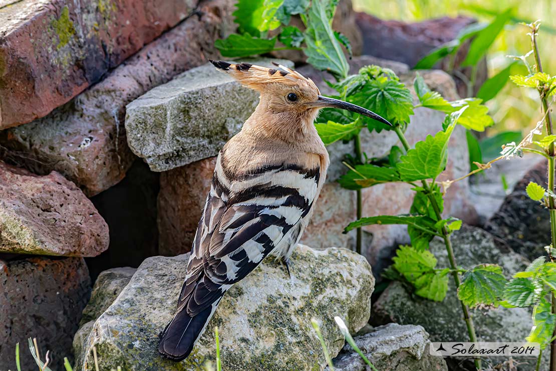 Upupa epops: Upupa; Hoopoe