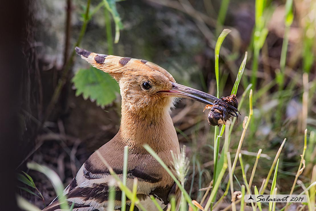 Upupa epops: Upupa; Hoopoe