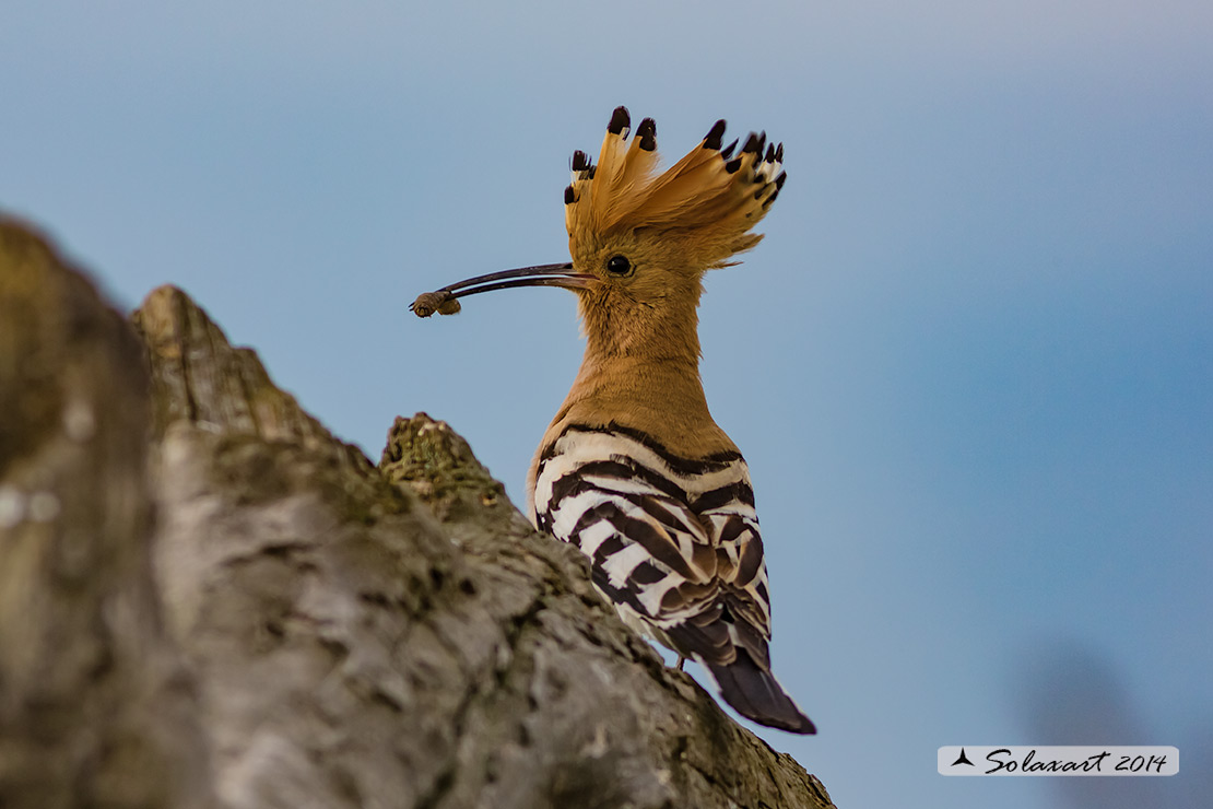 Upupa epops: Upupa; Hoopoe