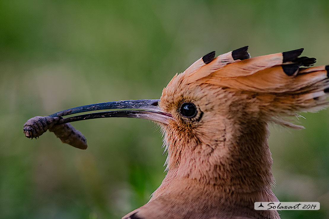 Upupa epops: Upupa; Hoopoe