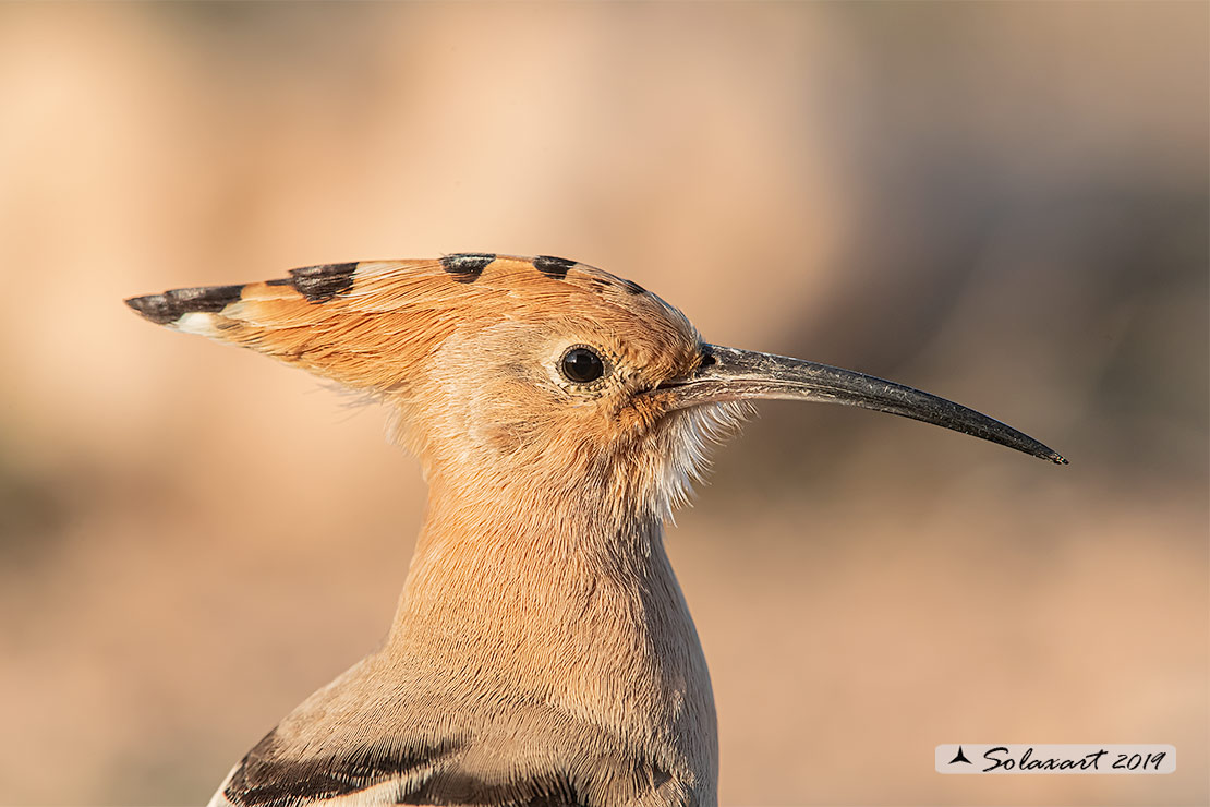 Upupa epops: Upupa; Hoopoe