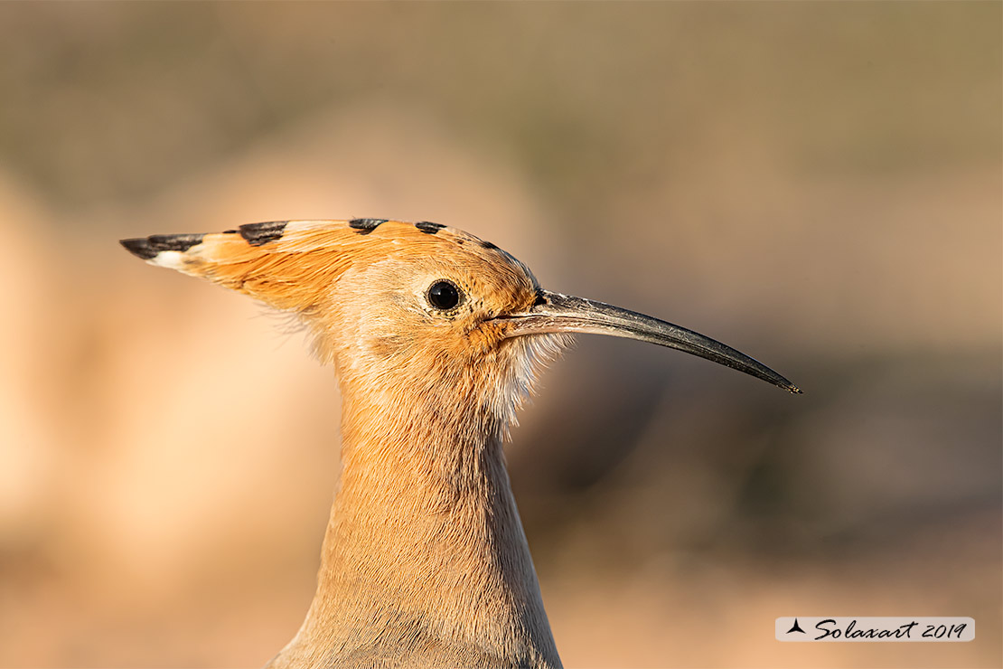 Upupa epops: Upupa; Hoopoe