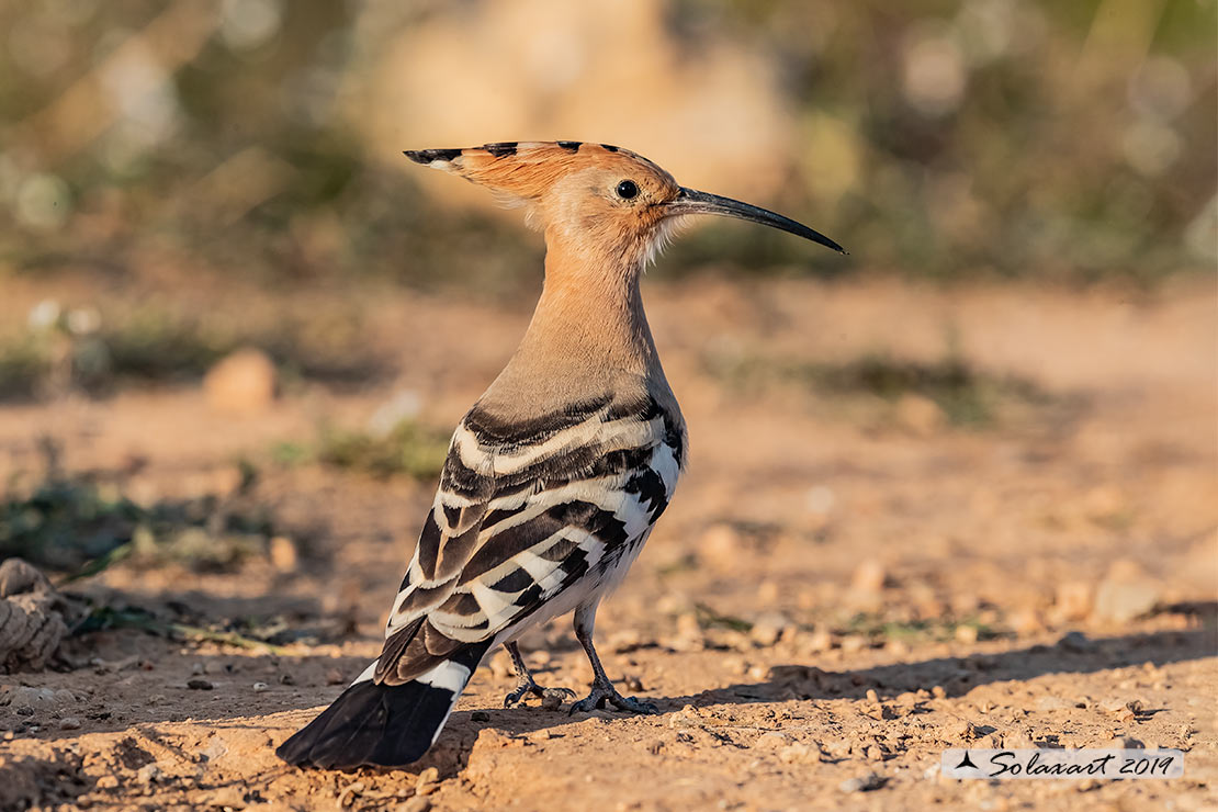 Upupa epops: Upupa; Hoopoe