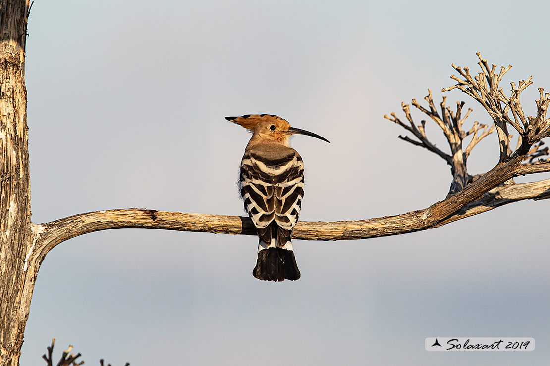 Upupa epops: Upupa; Hoopoe