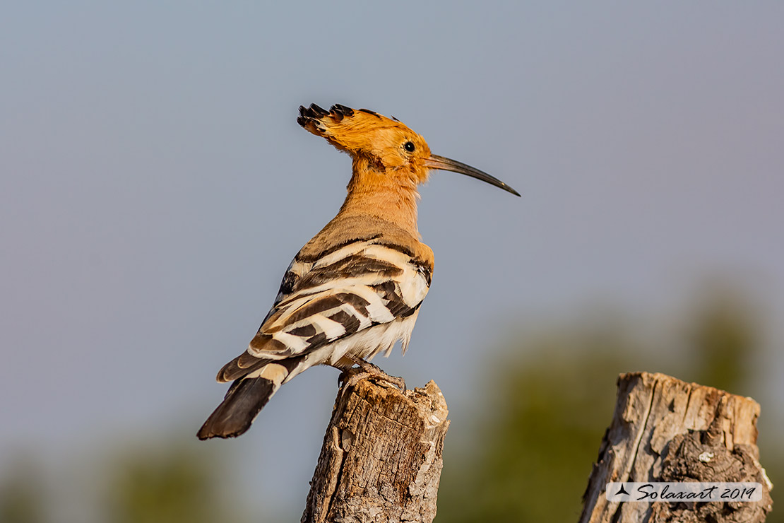 Upupa epops: Upupa; Hoopoe