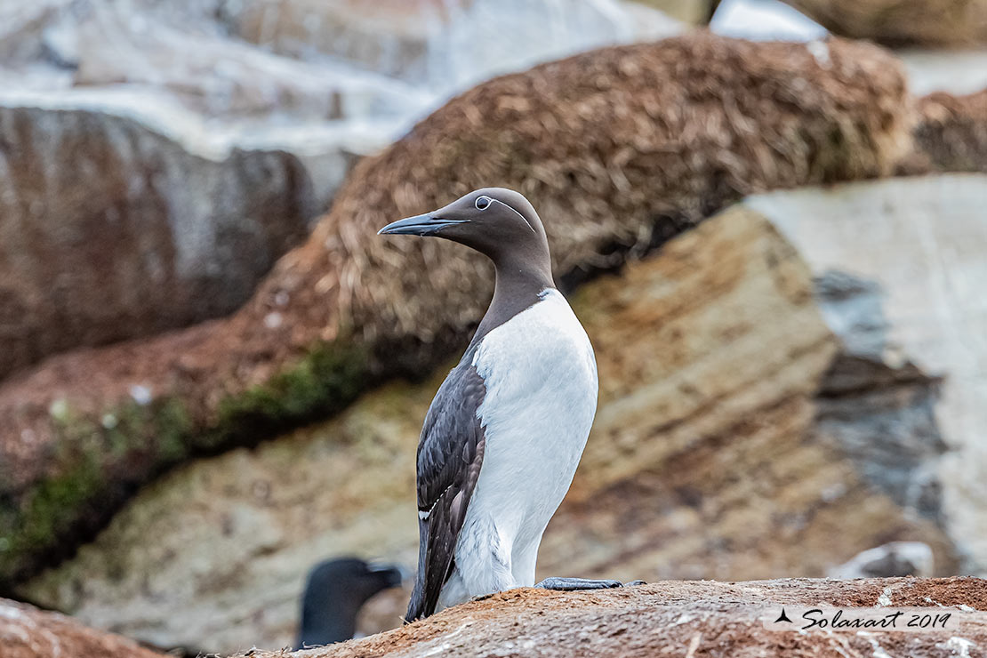 Uria aalge aalge - Uria  - Guillemot bridled