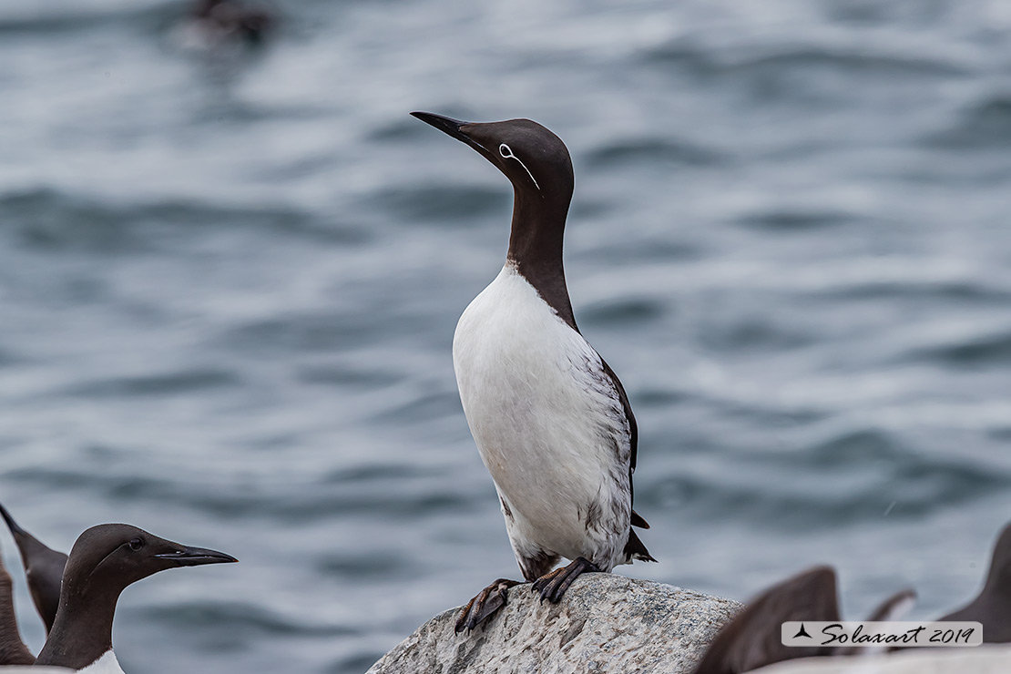 Uria aalge aalge - Uria  - Guillemot bridled